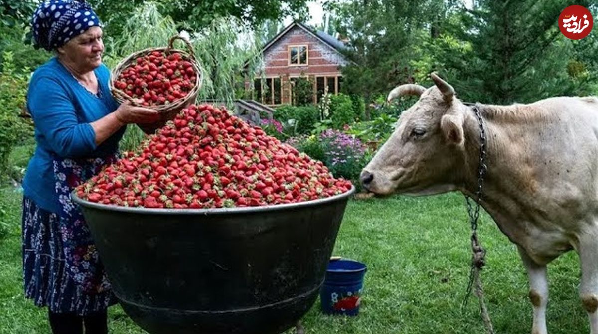ببینید؛ غذای روستایی در آذربایجان؛ تهیه مربا و کیک توت فرنگی و پرتقال