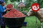 ببینید؛ غذای روستایی در آذربایجان؛ تهیه مربا و کیک توت فرنگی و پرتقال