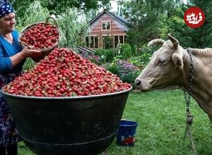 ببینید؛ غذای روستایی در آذربایجان؛ تهیه مربا و کیک توت فرنگی و پرتقال