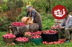 ببینید| غذای روستایی در آذربایجان؛ برداشت سیب و تهیه شربت و کیک با آن در طبیعت
