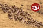 ببینید|  گله قوچ‌های اوریال در پارک ملی گلستان