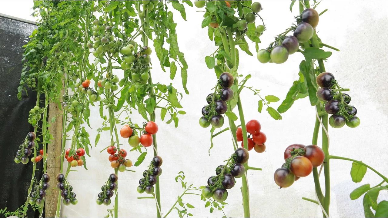 (ویدئو) نحوه کاشت و برداشت بی دردسر و آسان گوجه سیاه در تراس خانه 