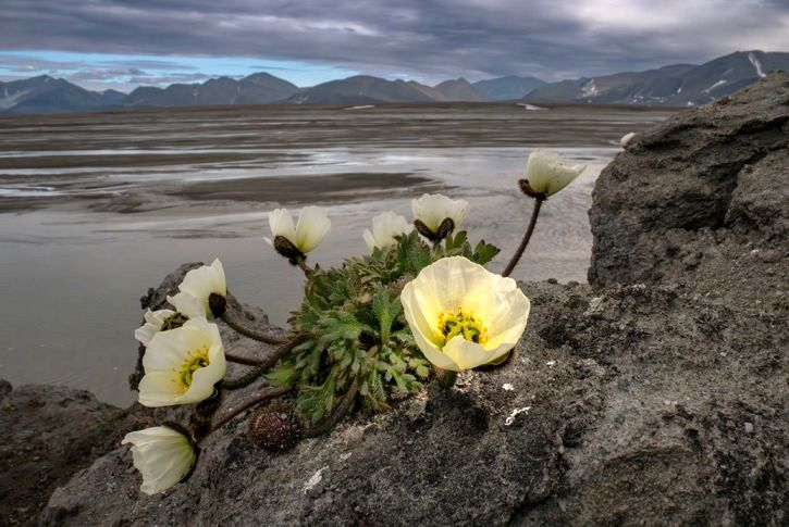 در جستجوی خشخاش قطبی؛ گلی که در مرز شمالی جهان رشد می‌کند