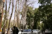 فرضیه تازه درباره علت خشک شدن درختان ولیعصر