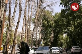 فرضیه تازه درباره علت خشک شدن درختان ولیعصر