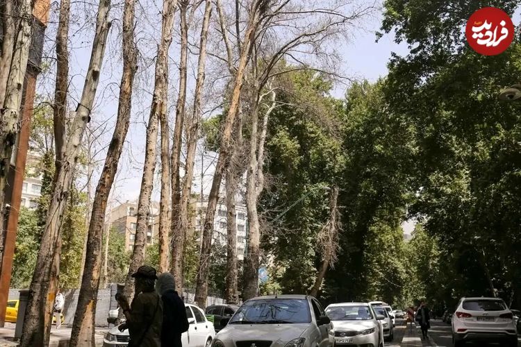 فرضیه تازه درباره علت خشک شدن درختان ولیعصر