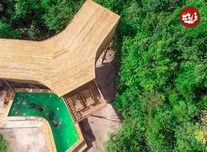 ببینید| روند ساخت یک ویلای خلاقانه استخردار با بامبو در جنگل