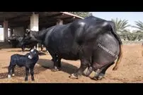 (ویدئو) این بوفالو شیرده ترین بوفالوی جهان است؛ 92 کیلوگرم در 24 ساعت!