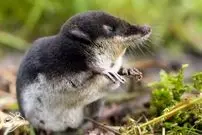 تصاویر| کشف یک پستاندارد مینیاتوری به اندازه یک حبه قند!