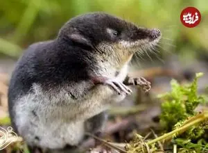 تصاویر| کشف یک پستاندارد مینیاتوری به اندازه یک حبه قند!