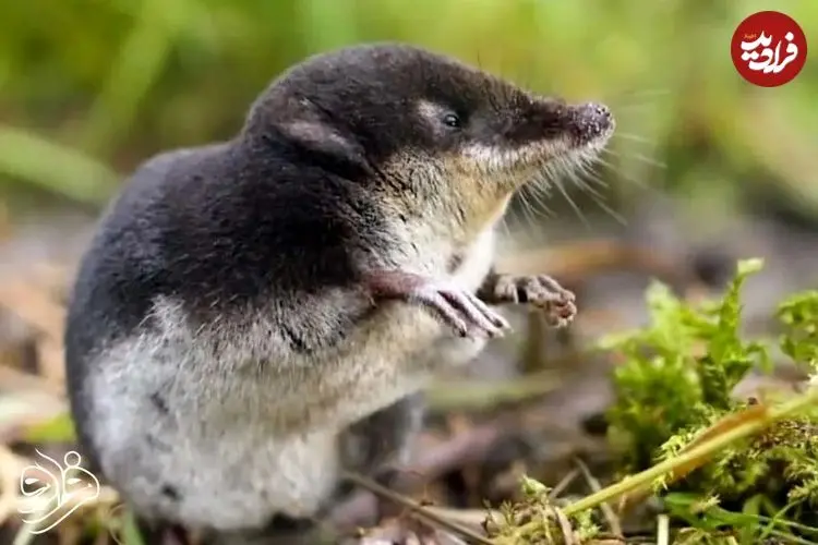 تصاویر| کشف یک پستاندارد مینیاتوری به اندازه یک حبه قند!