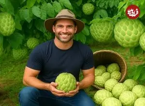 ببینید| چگونه ویتنامی ها صدها تن سیب کاستارد را در کوهستان برداشت می کنند؟