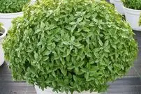 آموزش کاشت سبزه ریحان در انواع مختلف برای عید نوروز
