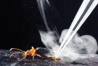 (فیلم و عکس) سوسک بمب افکن؛ خطرناک ترین سوسک در جهان