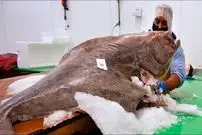 ببینید| غذای خیابانی در آمریکا؛ برش و پخت غذاهای مختلف با ماهی هالیبوت غول پیکر در فیلادلفیا