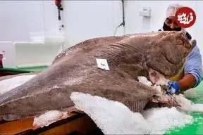 ببینید| غذای خیابانی در آمریکا؛ برش و پخت غذاهای مختلف با ماهی هالیبوت غول پیکر در فیلادلفیا