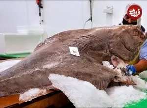 ببینید| غذای خیابانی در آمریکا؛ برش و پخت غذاهای مختلف با ماهی هالیبوت غول پیکر در فیلادلفیا