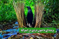 ببینید؛ جنگل‌های استرالیا میزبان دزدان زیرک: پرندگان کریچ‌ساز و خانه‌های دزدی‌شان