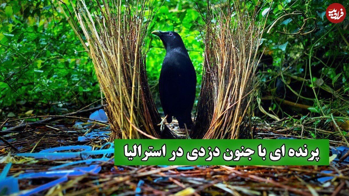 ببینید؛ جنگلهای استرالیا میزبان دزدان زیرک: پرندگان کریچساز و خانههای دزدیشان