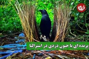 ببینید؛ جنگل‌های استرالیا میزبان دزدان زیرک: پرندگان کریچ‌ساز و خانه‌های دزدی‌شان