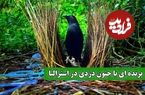 ببینید؛ جنگل‌های استرالیا میزبان دزدان زیرک: پرندگان کریچ‌ساز و خانه‌های دزدی‌شان