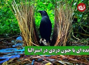 ببینید؛ جنگل‌های استرالیا میزبان دزدان زیرک: پرندگان کریچ‌ساز و خانه‌های دزدی‌شان