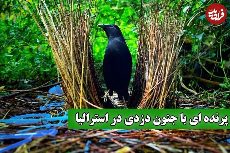 ببینید؛ جنگل‌های استرالیا میزبان دزدان زیرک: پرندگان کریچ‌ساز و خانه‌های دزدی‌شان
