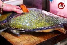 ببینید| غذای خیابانی در ژاپن؛ برش ماهرانه ماشه ماهی و تهیه ساشیمی با آن در اوکیناوا