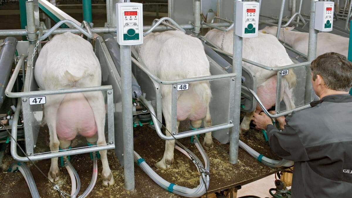 (ویدئو) مدرن ترین روش پرورش، غذادهی، شیردوهی هزاران گوسفند در نیوزیلند