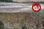 «سراب نیلوفر» به خاطره‌ها پیوست؛ سراب‌های دیگر هم حال خوشی ندارند