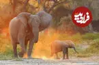 ببینید| ضیافت عجیب فیل‌ها و میمون‌ها بر سر تفاله پرتقال
