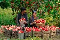 ببینید| غذای روستایی در آذربایجان؛ برداشت سیب از باغ و تهیه مربا با آن