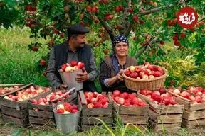 ببینید| غذای روستایی در آذربایجان؛ برداشت سیب از باغ و تهیه مربا با آن