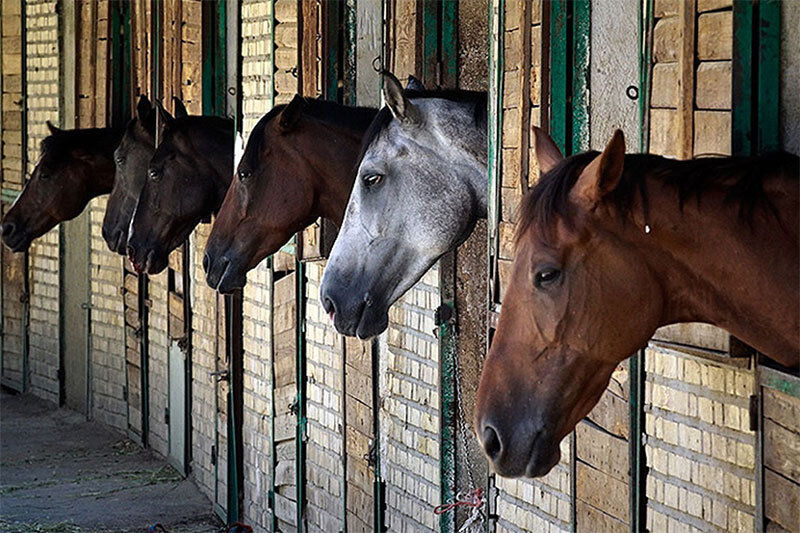(ویدئو) لگدهای محکم اسب حسود به سایر اسب‌های کنجکاو طویله!
