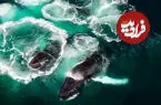 ببینید| شکار هماهنگ سه نهنگ گوژپشت با تور حبابی