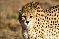 داستان سریع‌ترین حیوان روی زمین در ایران