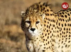 داستان سریع‌ترین حیوان روی زمین در ایران