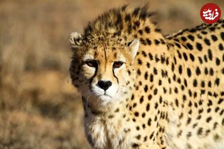 داستان سریع‌ترین حیوان روی زمین در ایران