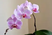 راهنمای کامل نگهداری از «گل ارکیده»