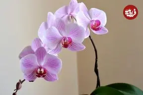راهنمای کامل نگهداری از «گل ارکیده»