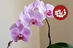راهنمای کامل نگهداری از «گل ارکیده»