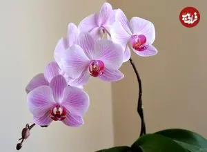 راهنمای کامل نگهداری از «گل ارکیده»