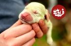 (ویدئو) تولد یک توله سگ به رنگ سبز لیمویی خبرساز شد