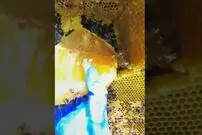 (ویدئو) برداشت تماشایی عسل وحشی از بزرگترین کندوی عسل صخره ای