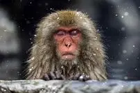 تصاویر؛ آرامش مسحورکنندۀ «میمون‌های برفی» در چشمه‌های آب گرم