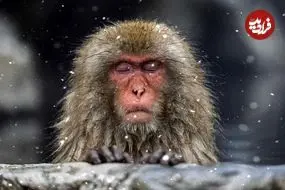 تصاویر؛ آرامش مسحورکنندۀ «میمون‌های برفی» در چشمه‌های آب گرم