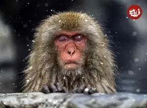 تصاویر؛ آرامش مسحورکنندۀ «میمون‌های برفی» در چشمه‌های آب گرم