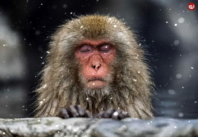 تصاویر؛ آرامش مسحورکنندۀ «میمون‌های برفی» در چشمه‌های آب گرم