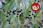 تصاویر؛ درخت کافور؛ درختی همیشه سبز و خوش عطر که کافور تولید می‌کند؛ کافور چیست و چرا در سربازی از کافور استفاده می‌شود؟