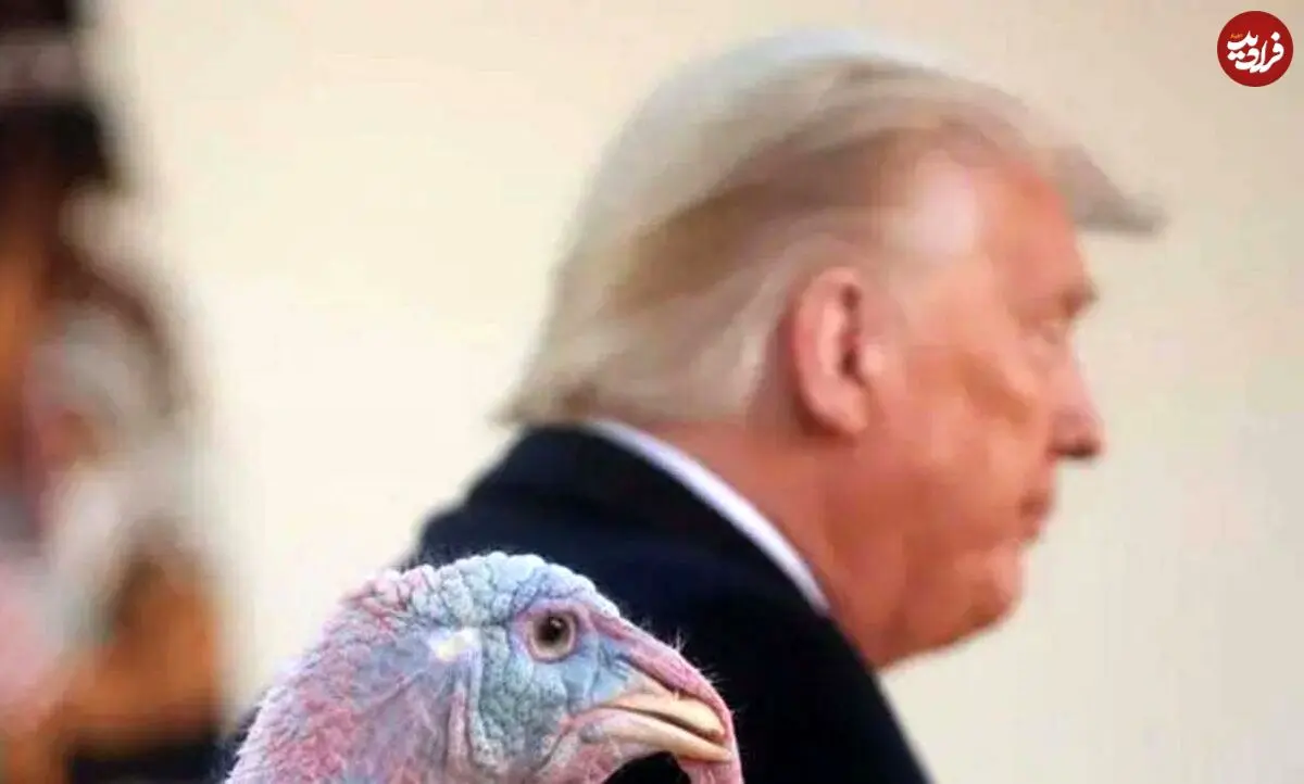 عکس؛ آخرین مراسم عفو بوقلمون توسط ترامپ در کاخ سفید